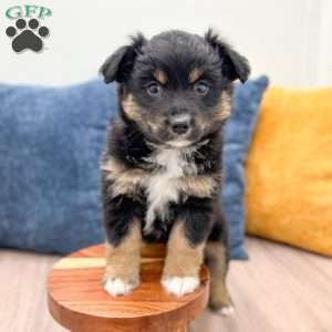Bella, Miniature Australian Shepherd Puppy