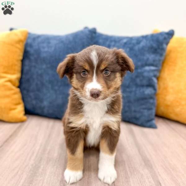 Scarlett, Miniature Australian Shepherd Puppy