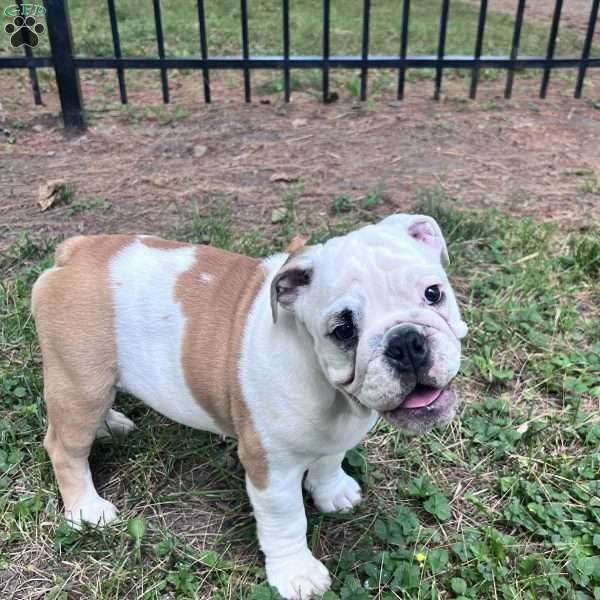 Tica, English Bulldog Puppy