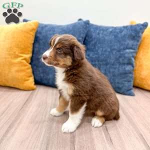 Scarlett, Miniature Australian Shepherd Puppy