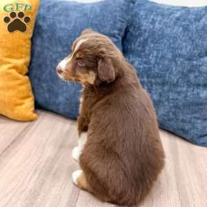 Scarlett, Miniature Australian Shepherd Puppy