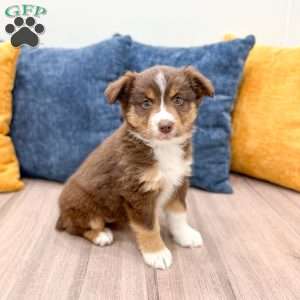 Scarlett, Miniature Australian Shepherd Puppy