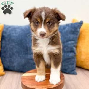 Scarlett, Miniature Australian Shepherd Puppy