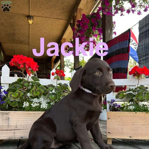 Jackie, Chocolate Labrador Retriever Puppy