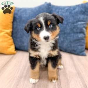 Rover, Miniature Australian Shepherd Puppy