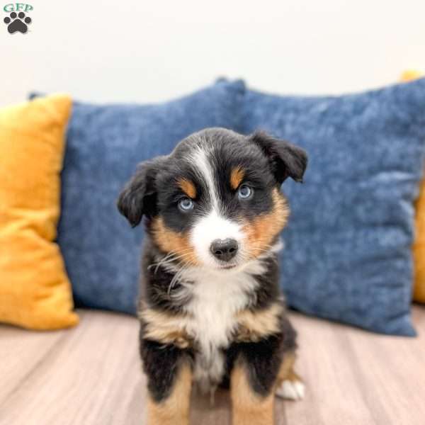 Rover, Miniature Australian Shepherd Puppy