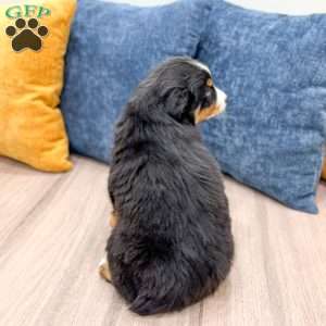 Rover, Miniature Australian Shepherd Puppy