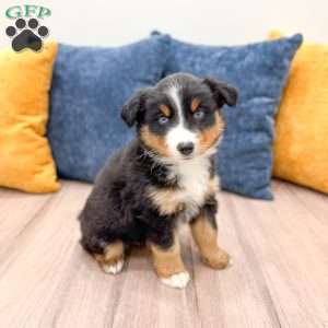 Rover, Miniature Australian Shepherd Puppy