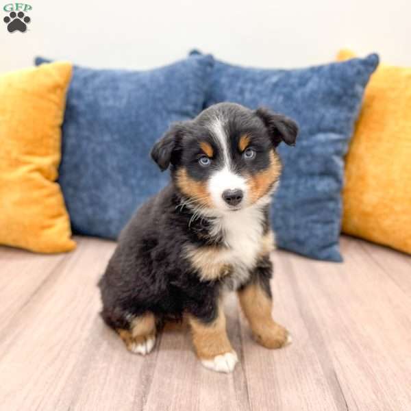 Rover, Miniature Australian Shepherd Puppy