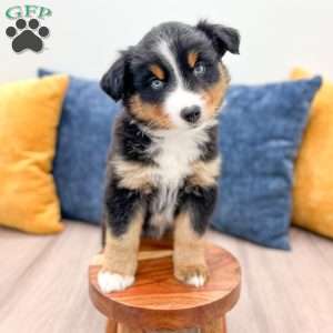 Rover, Miniature Australian Shepherd Puppy