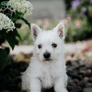 Lucky, West Highland Terrier Puppy