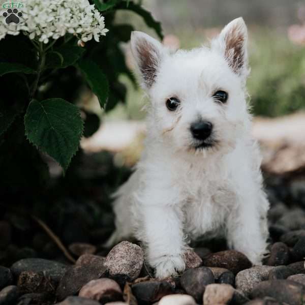 Lucky, West Highland Terrier Puppy