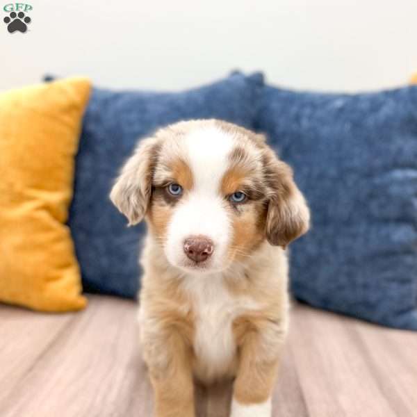 Monty, Miniature Australian Shepherd Puppy