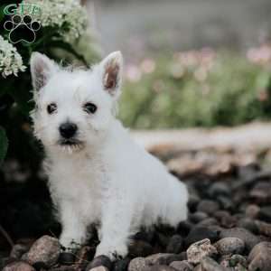 Lucky, West Highland Terrier Puppy