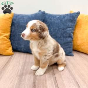 Monty, Miniature Australian Shepherd Puppy