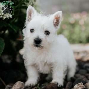 Lucky, West Highland Terrier Puppy