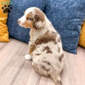 Monty, Miniature Australian Shepherd Puppy