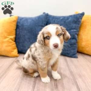Monty, Miniature Australian Shepherd Puppy