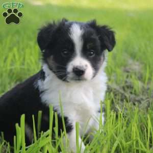Jay, Miniature Australian Shepherd Puppy