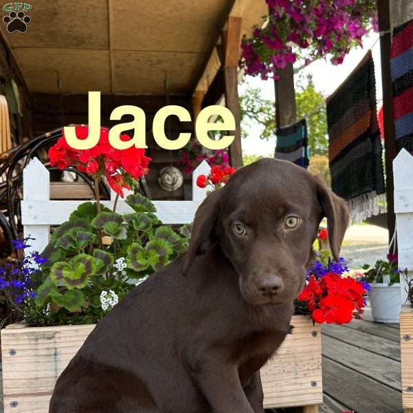 Jace, Chocolate Labrador Retriever Puppy