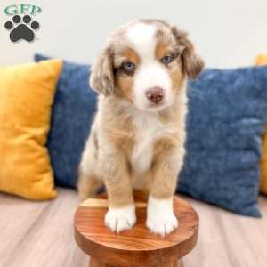 Monty, Miniature Australian Shepherd Puppy