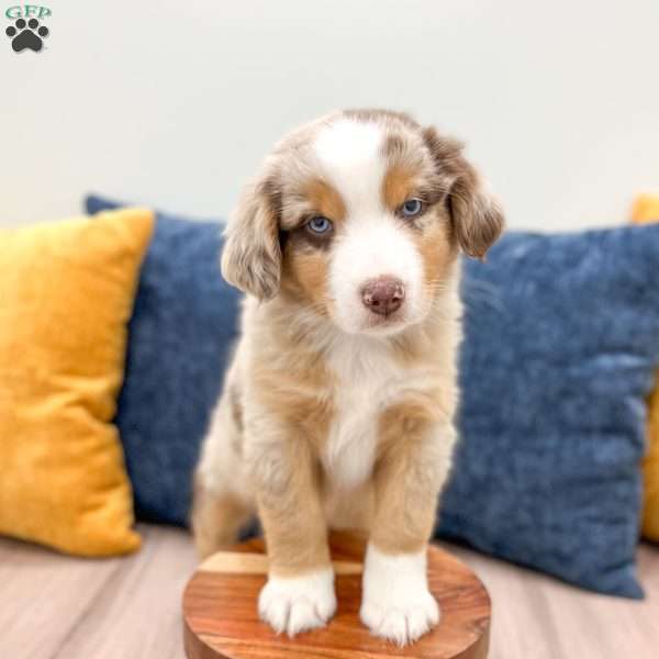Monty, Miniature Australian Shepherd Puppy