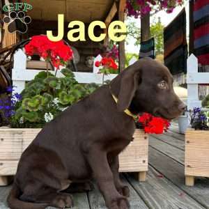 Jace, Chocolate Labrador Retriever Puppy