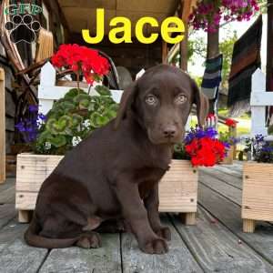 Jace, Chocolate Labrador Retriever Puppy