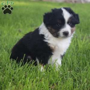 Jasper, Miniature Australian Shepherd Puppy