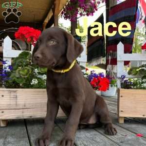 Jace, Chocolate Labrador Retriever Puppy