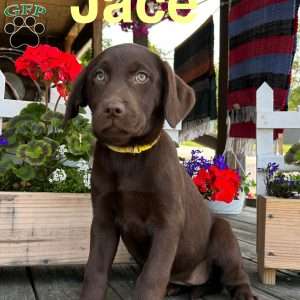 Jace, Chocolate Labrador Retriever Puppy