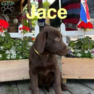 Jace, Chocolate Labrador Retriever Puppy