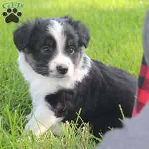 Jay, Miniature Australian Shepherd Puppy