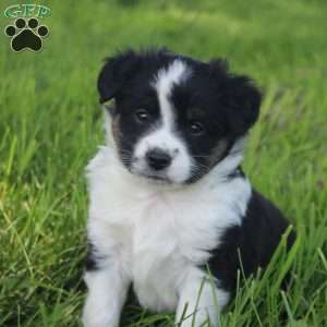 Jay, Miniature Australian Shepherd Puppy