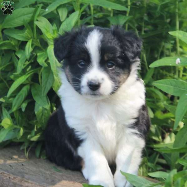 Jay, Miniature Australian Shepherd Puppy