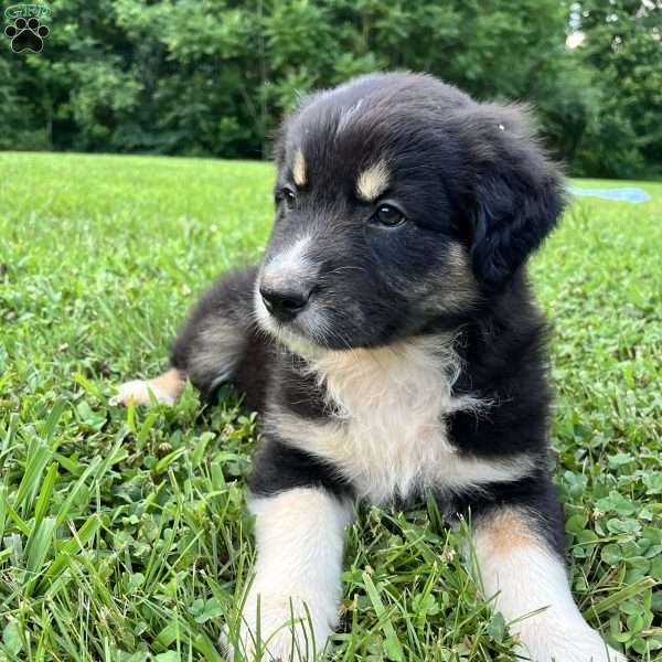 Maui, Australian Shepherd Puppy