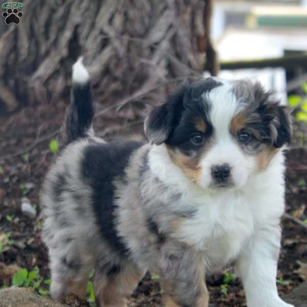 June, Miniature Australian Shepherd Puppy