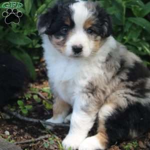 June, Miniature Australian Shepherd Puppy