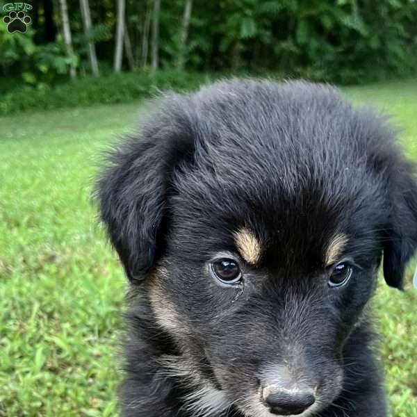 Anna, Australian Shepherd Puppy