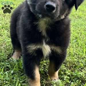 Aladdin, Australian Shepherd Puppy