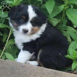 Jasper, Miniature Australian Shepherd Puppy