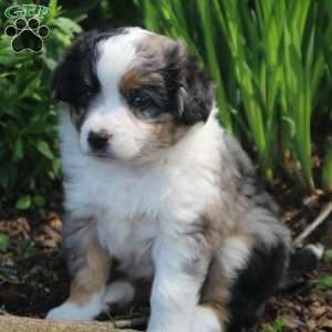 June, Miniature Australian Shepherd Puppy