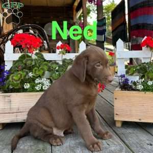 Ned, Chocolate Labrador Retriever Puppy