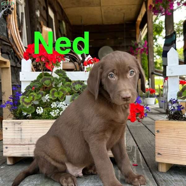 Ned, Chocolate Labrador Retriever Puppy