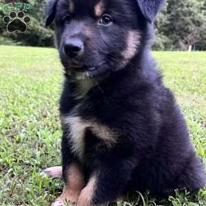 Aladdin, Australian Shepherd Puppy