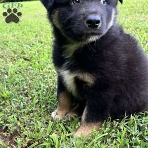 Aladdin, Australian Shepherd Puppy