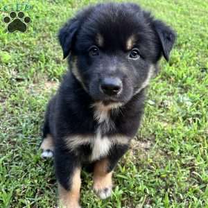 Aladdin, Australian Shepherd Puppy