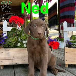 Ned, Chocolate Labrador Retriever Puppy