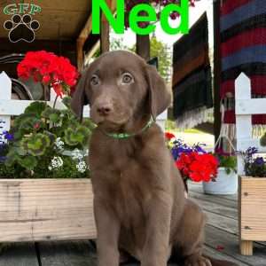 Ned, Chocolate Labrador Retriever Puppy