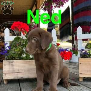 Ned, Chocolate Labrador Retriever Puppy